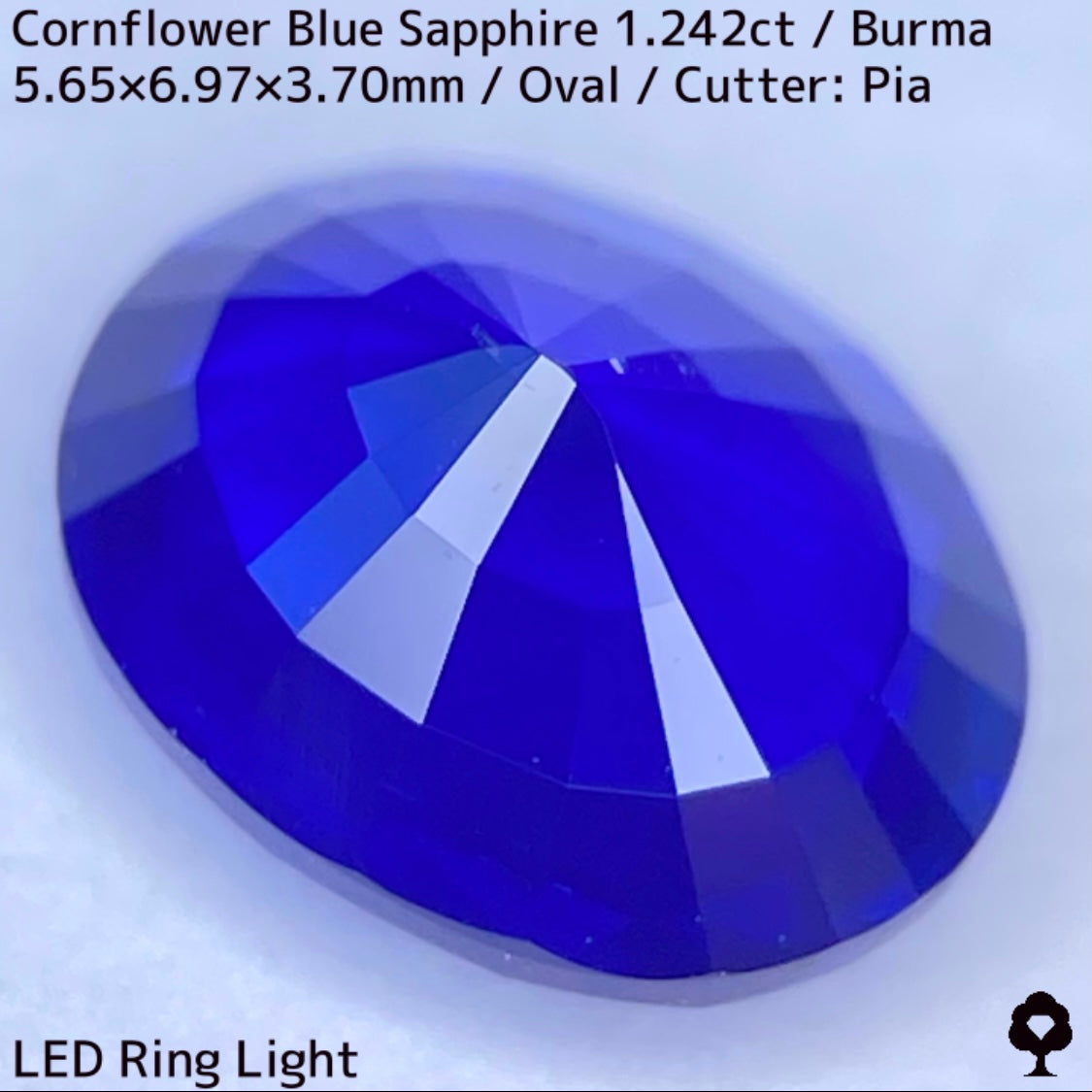 ビルマ産コーンフラワーブルーサファイア1.242ct★えげつない彩度のロイヤルとも言える超濃厚美色のシルキーコーンフラワー