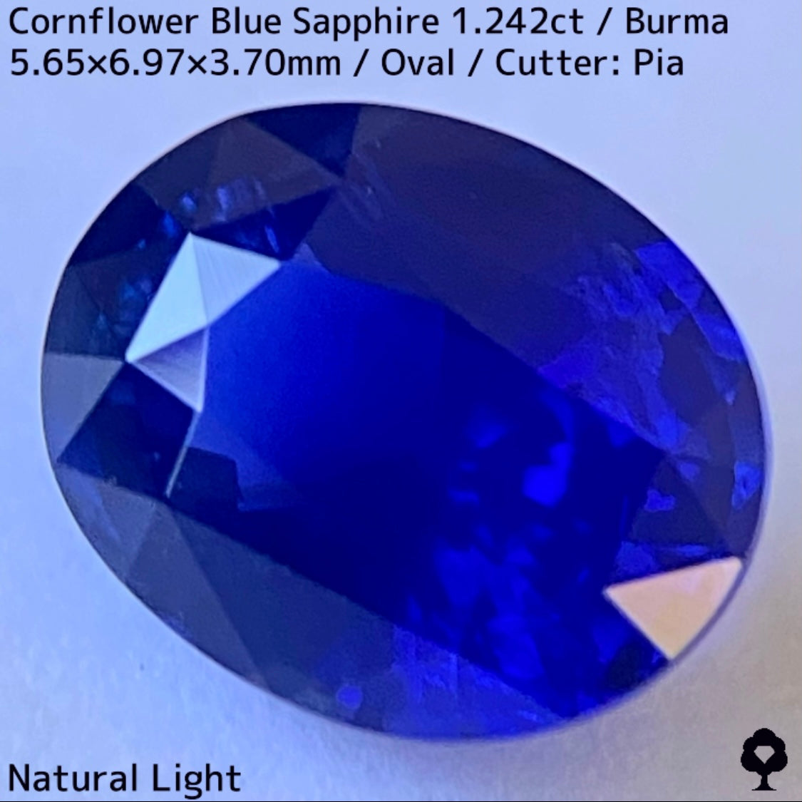 ビルマ産コーンフラワーブルーサファイア1.242ct★えげつない彩度のロイヤルとも言える超濃厚美色のシルキーコーンフラワー