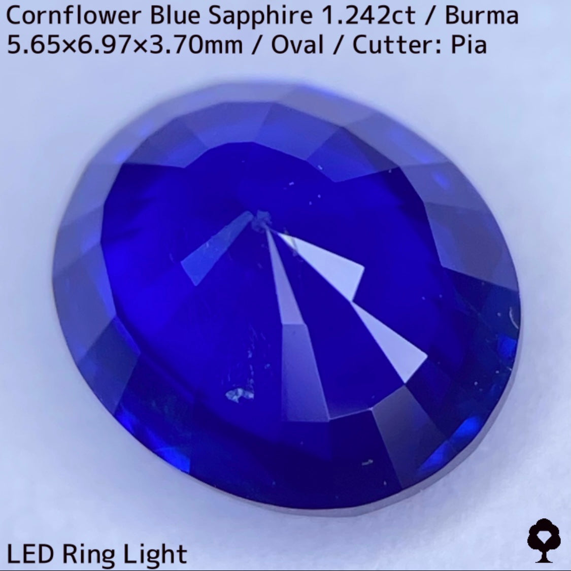 ビルマ産コーンフラワーブルーサファイア1.242ct★えげつない彩度のロイヤルとも言える超濃厚美色のシルキーコーンフラワー