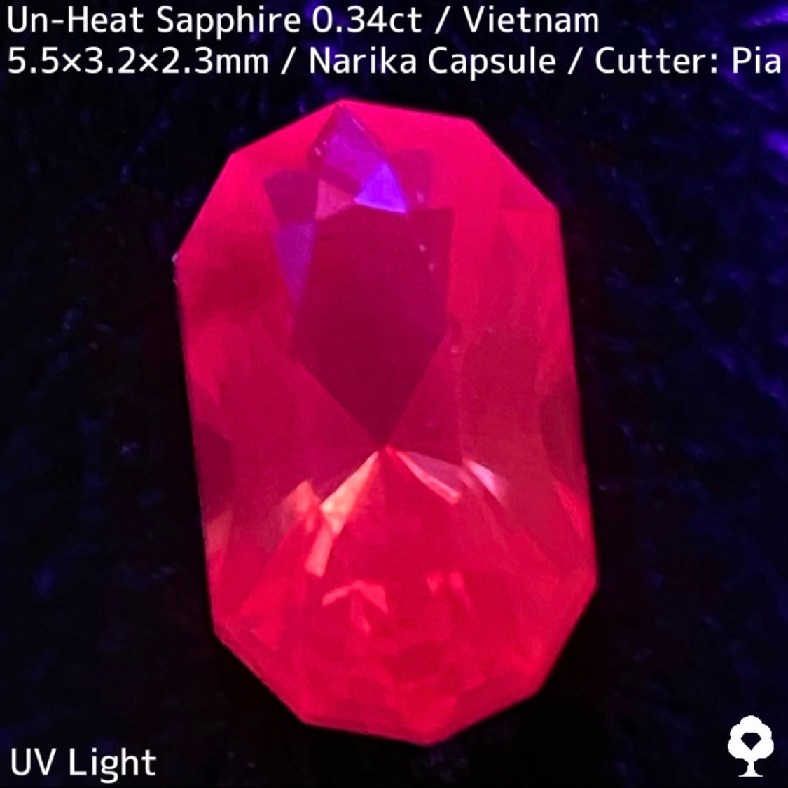 ベトナム産非加熱サファイア0.341ct★初のカプセルナリカーによってシックな色合いからネオンピンクの煌めき放つ