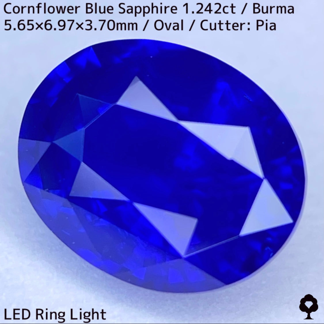 ビルマ産コーンフラワーブルーサファイア1.242ct★えげつない彩度のロイヤルとも言える超濃厚美色のシルキーコーンフラワー