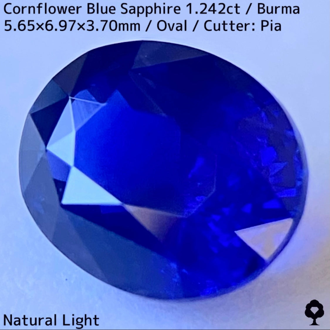 ビルマ産コーンフラワーブルーサファイア1.242ct★えげつない彩度のロイヤルとも言える超濃厚美色のシルキーコーンフラワー