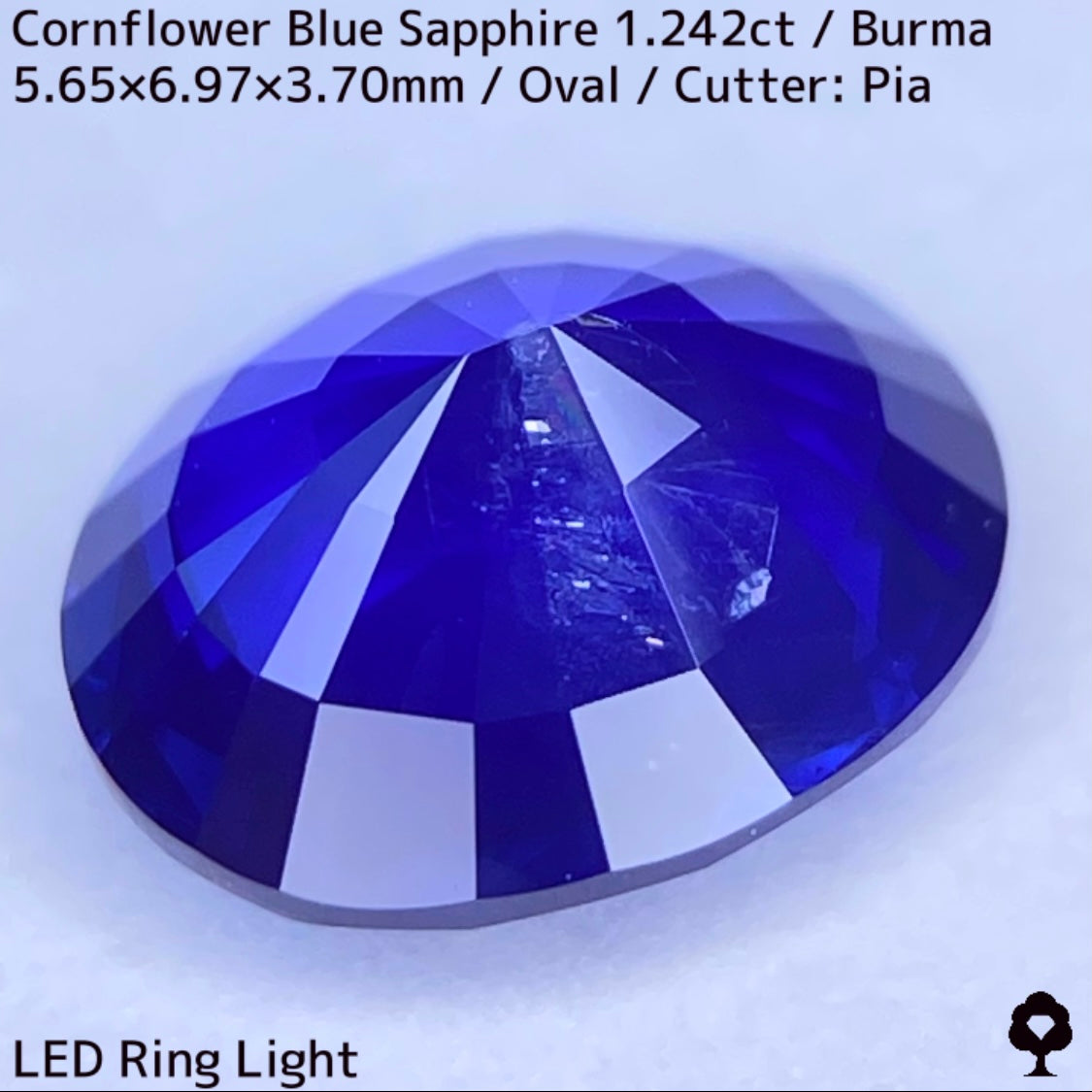 ビルマ産コーンフラワーブルーサファイア1.242ct★えげつない彩度のロイヤルとも言える超濃厚美色のシルキーコーンフラワー
