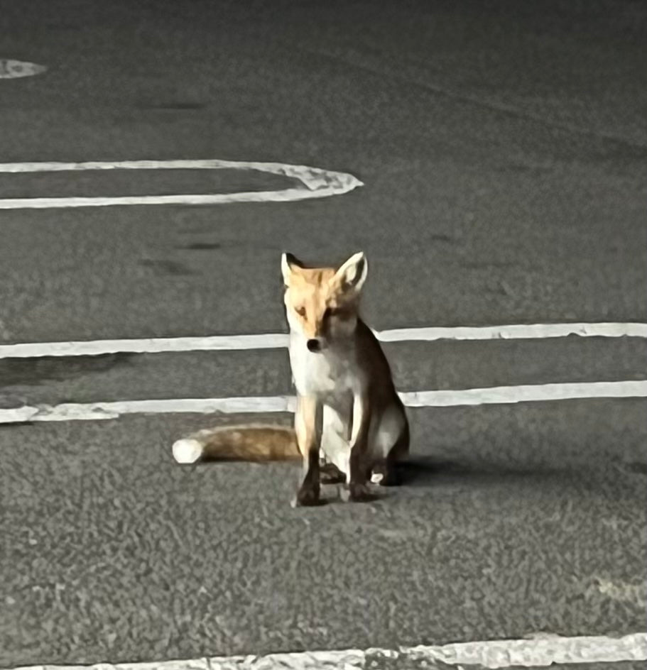 SOLDOUT★応援感謝特価❣️めっちゃくちゃイイ赤❗️深紅レッドスピネル0.35ct★ピアッちゃん作品