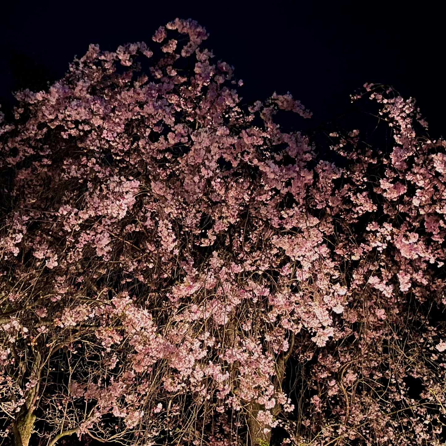 【お客さま専用★】夜桜の煌めき🌸ファンシーカットクンツァイト2.033ct ✨ピアッちゃん作品 💖4/14チハルームご紹介作品💖【まだまだ個展は終わらない!特別プライス】