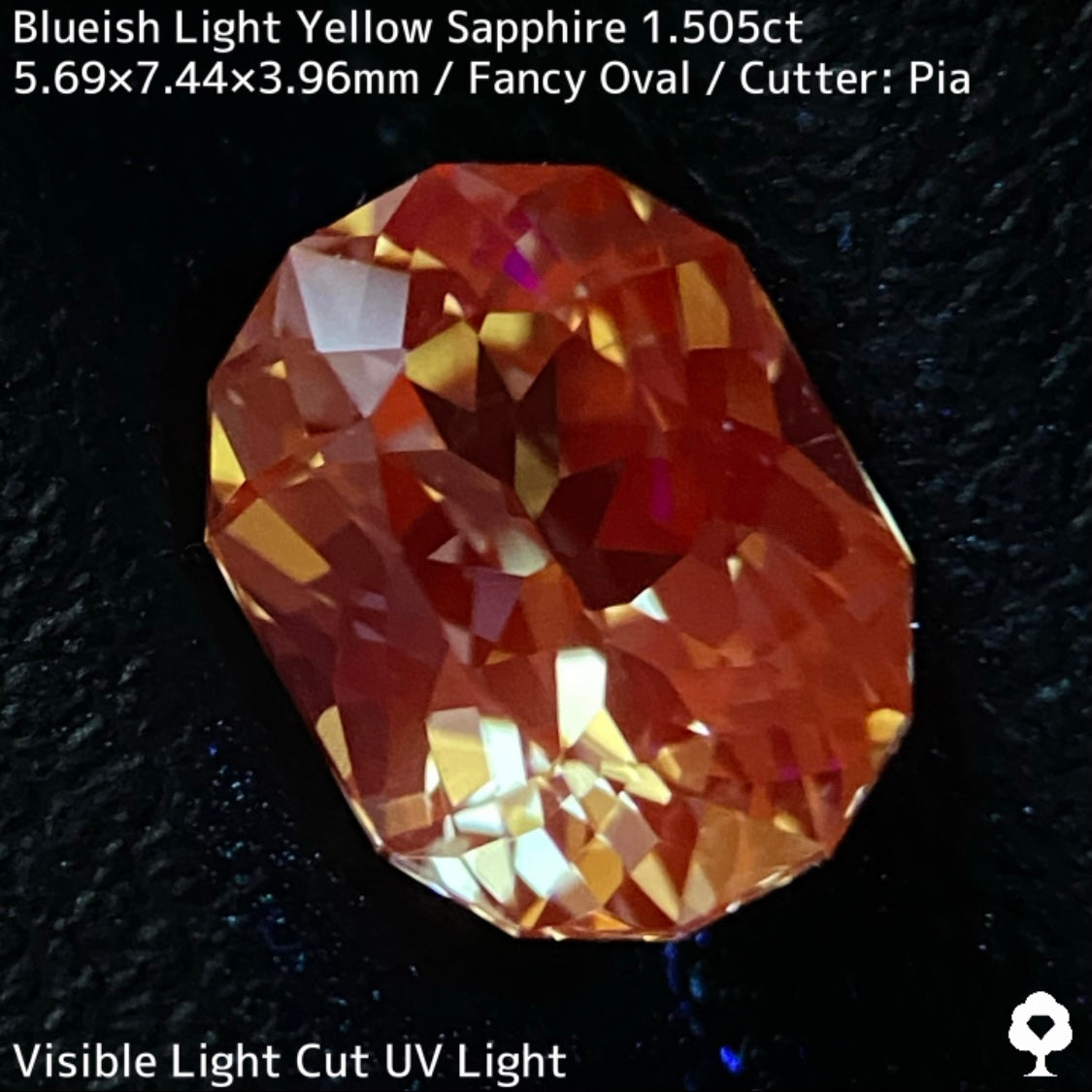 カンチャナブリー産ブルーイッシュイエローサファイア1.505ct★ライトイエローにうっすらブルーの色だまりがある複雑な美カラー