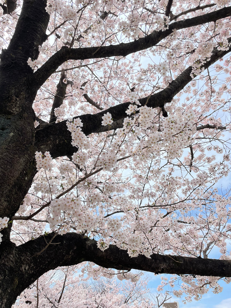 お客さま専用☆】夜桜の煌めき🌸ファンシーカットクンツァイト2.033ct